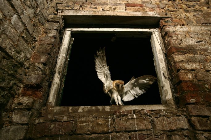 Barn owl