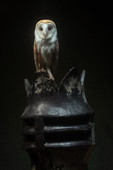 barn owl
