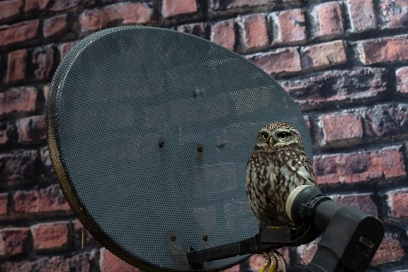 Little owl