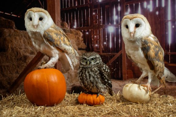 Parliament of owls
