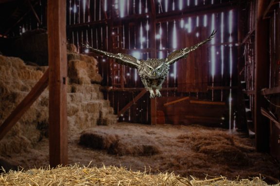 Little owl